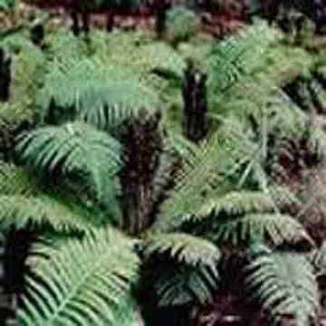   Dryopteris Crassirhizoma P.E.